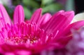 Head of gerbera daisy flower. Macro photo Royalty Free Stock Photo