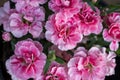 Pink carnation / clove pink flowers Dianthus caryophyllus