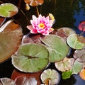 Flower water lilly floating in pond close up