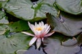 Pink Water Lilly, Dublin botanical garden, Ireland Royalty Free Stock Photo