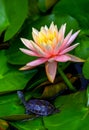 Beautiful pink water lily and baby terrapin tutrtle