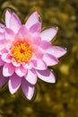 Beautiful pink water lily bloom, natural swimming pool, relaxation meditation