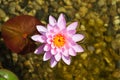 Beautiful pink water lily bloom, natural swimming pool, relaxation meditation Royalty Free Stock Photo