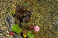 Beautiful pink water lily bloom, natural swimming pool, relaxation meditation Royalty Free Stock Photo