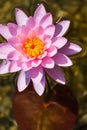 Beautiful pink water lily bloom, natural swimming pool, relaxation meditation