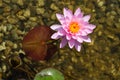 Beautiful pink water lily bloom, natural swimming pool, relaxation meditation Royalty Free Stock Photo