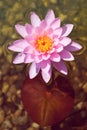 Beautiful pink water lily bloom, natural swimming pool, relaxation meditation Royalty Free Stock Photo