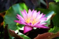 Beautiful pink water lily blooming in the lake Royalty Free Stock Photo