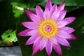 Beautiful pink water lily blooming in the lake Royalty Free Stock Photo