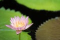 Beautiful pink water lily blooming on water surface and green leaves toned, purity nature background, aquatic plant or lotus flowe Royalty Free Stock Photo