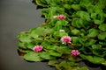 Beautiful Pink water lily, close up Royalty Free Stock Photo