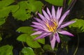 Beautiful pink water lily flower in sunlight Royalty Free Stock Photo