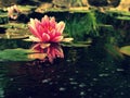 Beautiful pink water lily in the garden pond