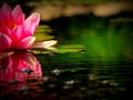 Beautiful pink water lily in the garden pond