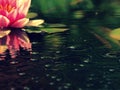 Beautiful pink water lily in the garden pond