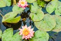 Beautiful pink water Lily in a garden pond