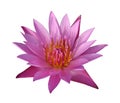 Beautiful pink water lily isolated on white background with clip path Royalty Free Stock Photo