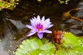 Beautiful pink water lily (lotus) Royalty Free Stock Photo