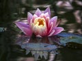 Beautiful pink water lily or lotus flower with delicate petals with water drops. Nymphaea Perry`s Orange Sunset reflected in a pon Royalty Free Stock Photo