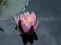 Beautiful pink water lily or lotus flower with delicate petals in a pond. Nymphaea Marliacea Rosea with dark blue background. Royalty Free Stock Photo