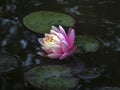 Beautiful pink water lily or lotus flower with delicate petals with water drops. Nymphaea Perry`s Orange Sunset reflected in a pon Royalty Free Stock Photo