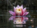 Beautiful pink water lily or lotus flower with delicate petals with water drops. Nymphaea Perry`s Orange Sunset reflected in a pon Royalty Free Stock Photo