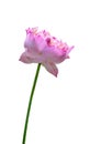 Beautiful pink water lily or lotus flower isolated on white background,include clipping path Royalty Free Stock Photo