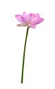 Beautiful pink water lily or lotus flower isolated on white background,include clipping path Royalty Free Stock Photo