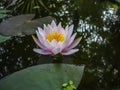 Beautiful pink water lily or lotus flower Marliacea Rosea in the black water of the pond. Royalty Free Stock Photo