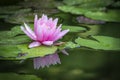 Beautiful pink water lily or lotus flower Marliacea Rosea. Nymphaea is reflected in the water. Soft blurred background of dark lea Royalty Free Stock Photo