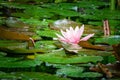 Beautiful pink water lily or lotus flower Marliacea Rosea after rain on natural background of old pond. Royalty Free Stock Photo