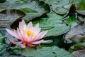 Beautiful pink water lily or lotus flower Marliacea Rosea after rain on natural background of old pond Royalty Free Stock Photo