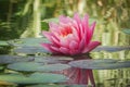 Beautiful pink water lily or lotus flower Perris Orange Sunset. Royalty Free Stock Photo
