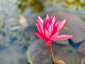 Beautiful pink water lily or lotus flower Perry`s Orange Sunset. Nymphaea is reflected in the water Royalty Free Stock Photo