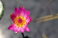 Beautiful pink water lily or lotus flower Perry`s Orange Sunset. Nymphaea is reflected in the water. Soft blurred background of Royalty Free Stock Photo