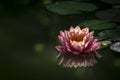 Beautiful pink water lily or lotus flower with petals with water drops or dew. Nymphaea Perry`s Orange Sunset is reflected in the Royalty Free Stock Photo