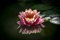 Beautiful pink water lily or lotus flower with petals with water drops or dew. Nymphaea Perrys Orange Sunset is reflected in the w Royalty Free Stock Photo