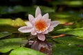 Beautiful pink water lily or lotus flower in a pond with background of green leaves in sunlight. Perfect nature background for any Royalty Free Stock Photo