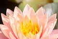 Beautiful pink water lily or lotus flower in pond. Royalty Free Stock Photo