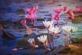 Beautiful pink water lily or lotus flower in pond Royalty Free Stock Photo