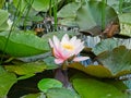 Beautiful pink water lily lotus flower in pond green leaves Royalty Free Stock Photo