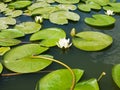 Beautiful pink water lily lotus flower in pond green leaves Royalty Free Stock Photo