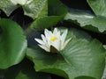 Beautiful pink water lily lotus flower in pond green leaves Royalty Free Stock Photo