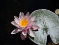 Beautiful pink water lily or lotus flower in pond / Lotus flower / Lotus flower with yellow blossom Royalty Free Stock Photo