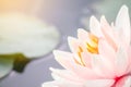 Beautiful pink water lily or lotus flower in pond. Royalty Free Stock Photo