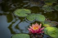 A beautiful pink water lily Marliacea Rosea in a pond with background of green leaves in sunlight. Nymphaea with drops of water on Royalty Free Stock Photo