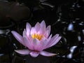 Beautiful pink water lily Marliacea Rosea in a pond with a dark background of black water in sunlight. Royalty Free Stock Photo