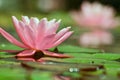 Beautiful pink water lilly in a pond