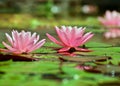 Beautiful pink water lilly in a pond