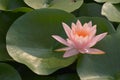 Beautiful pink waterlily or cute lotus flower in pond Royalty Free Stock Photo